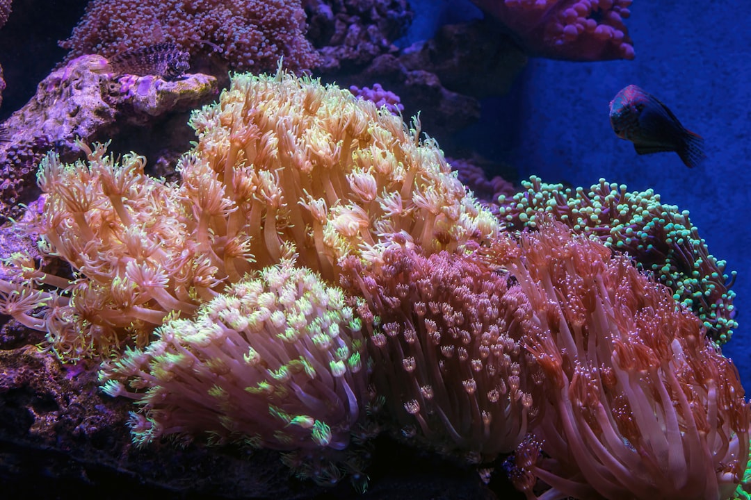 Reef Tank Lighting: PAR, Spectrum, and What Actually Matters