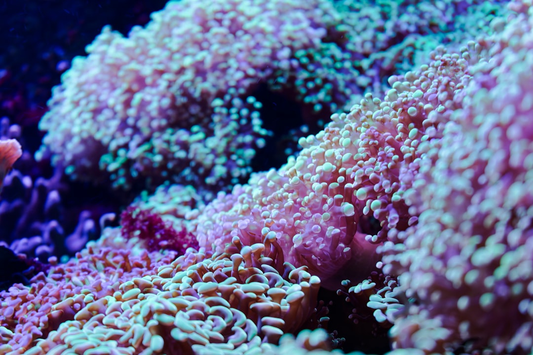 Beginner Coral Care: The Best Starter Corals and How to Keep Them Alive