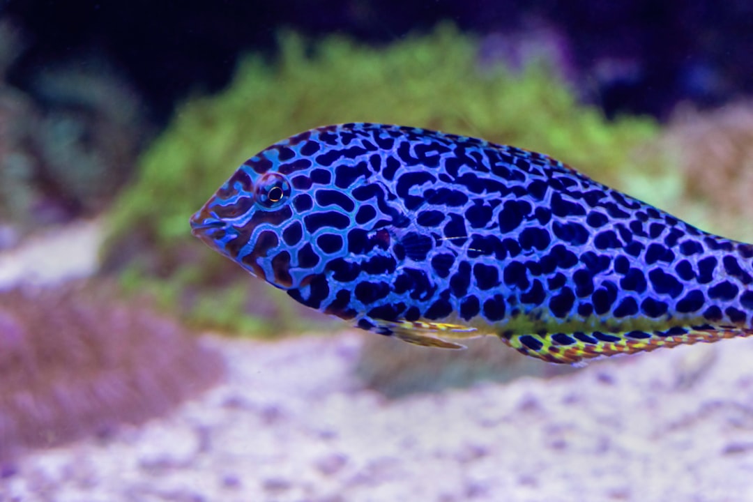 Reef Tank Setup for Beginners: Everything You Need to Know