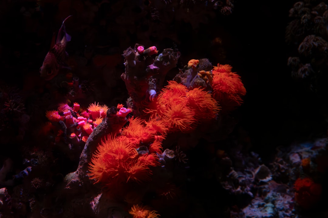 How to Set Up a Refugium for Your Reef Tank