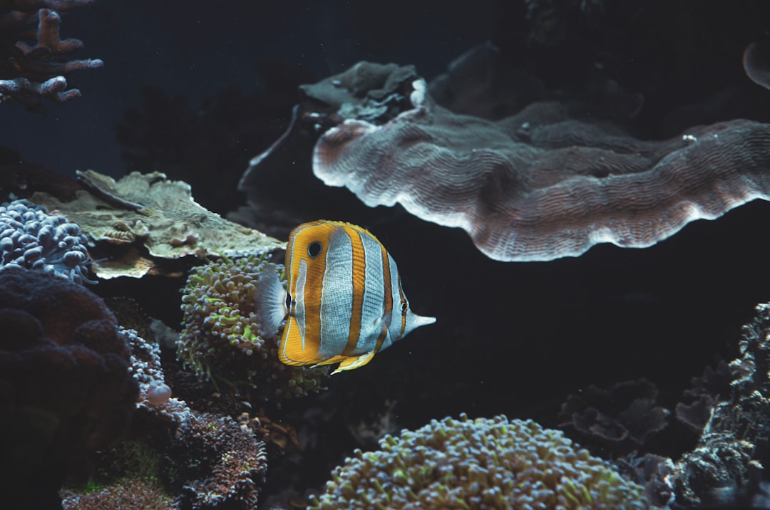 Best Saltwater Fish for Beginners: Hardy, Peaceful, and Reef-Safe Options