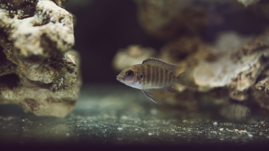 Saltwater Tank Cycling With Fish: What You Need to Know Before You Try It