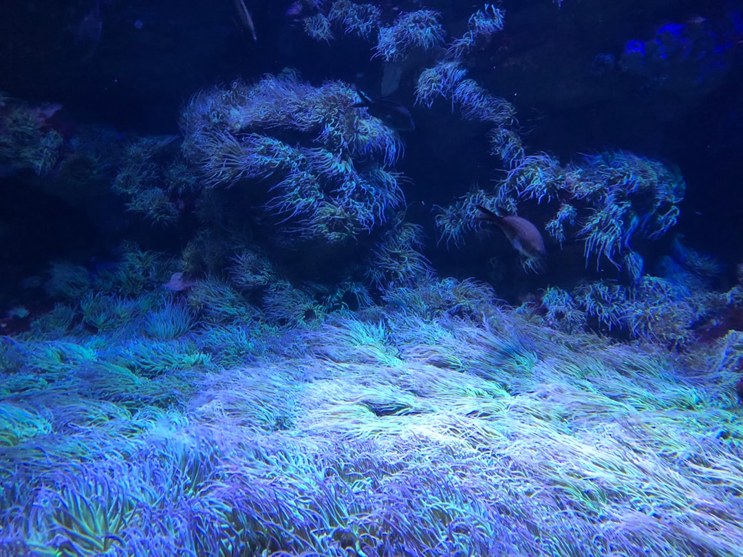 Reef aquarium with colorful corals and active water movement