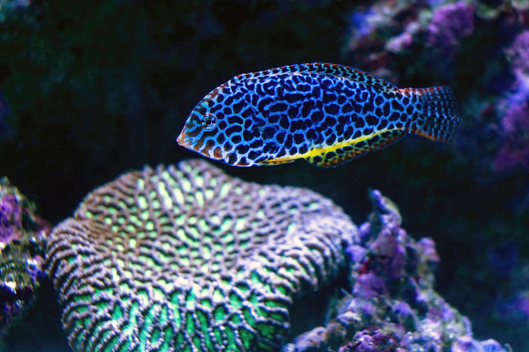 A colorful reef aquarium with fish swimming among coral and anemones