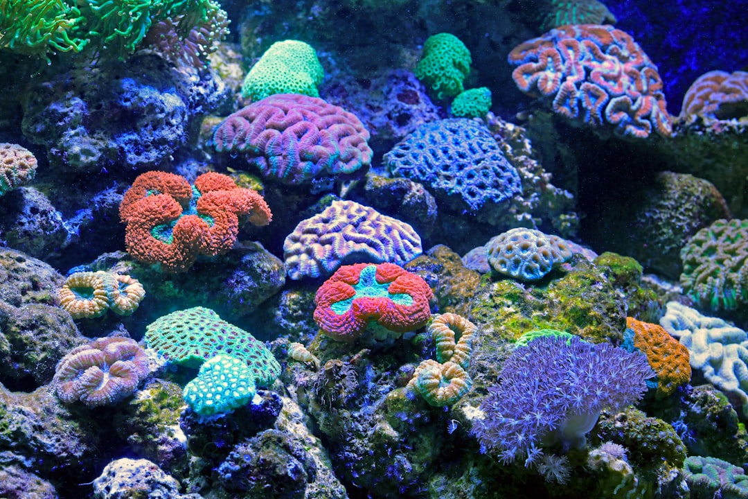 A colorful coral garden with varied species arranged at different heights in a reef aquarium
