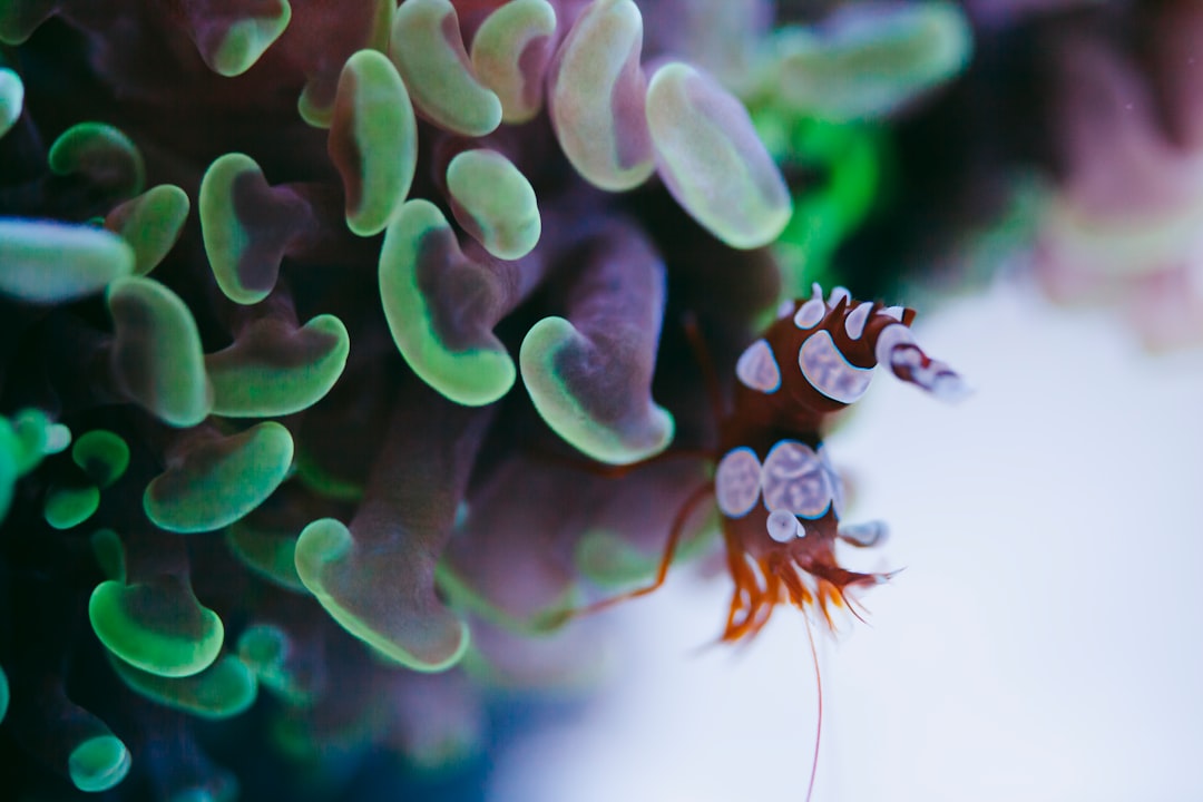 A sexy shrimp perched on Euphyllia coral in a reef aquarium