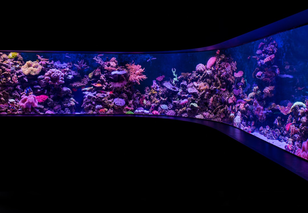 A colorful reef aquarium with curving coral formations and tropical fish swimming among them