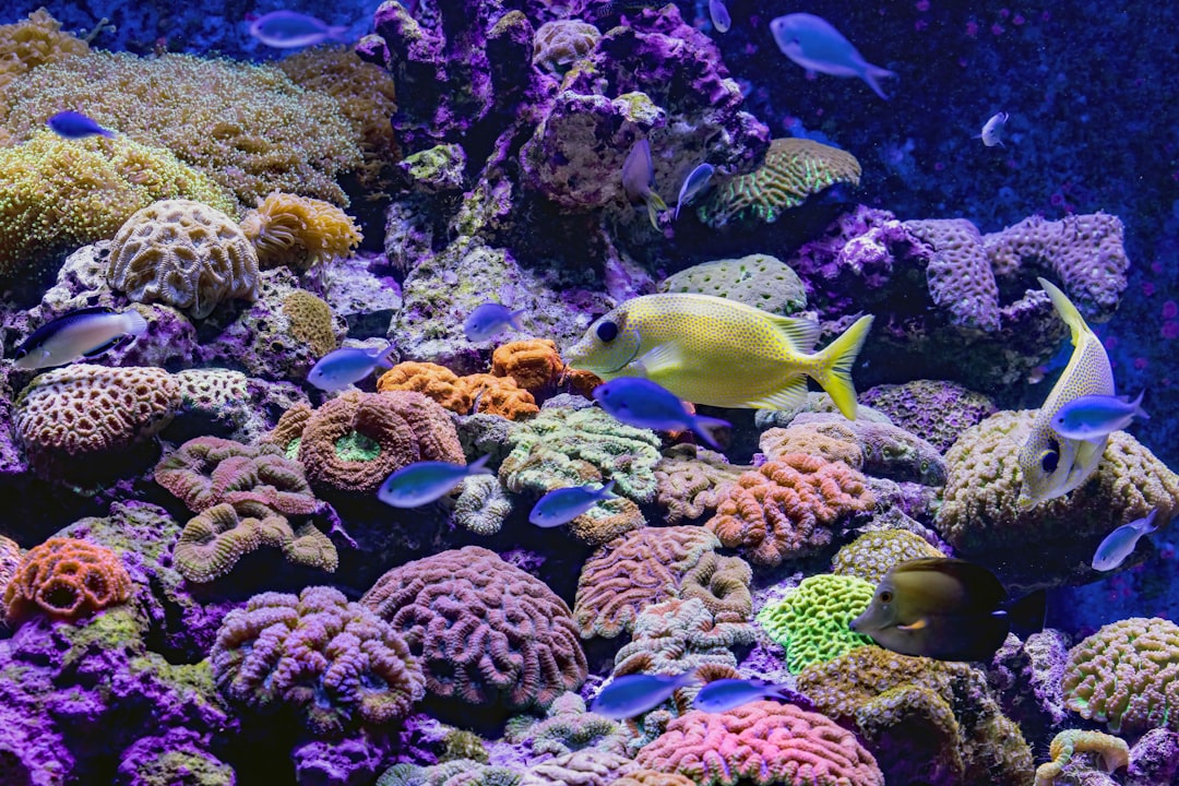Reef fish swimming over hard coral colonies in a saltwater aquarium