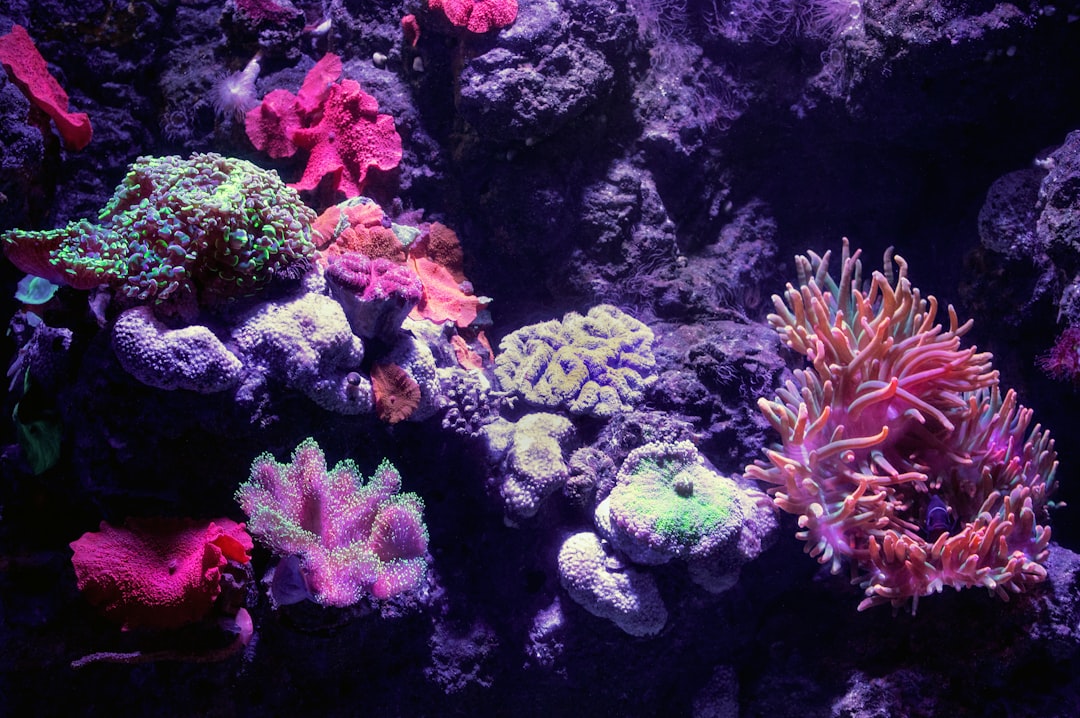 Colorful reef aquarium displaying corals and fish in a large display tank