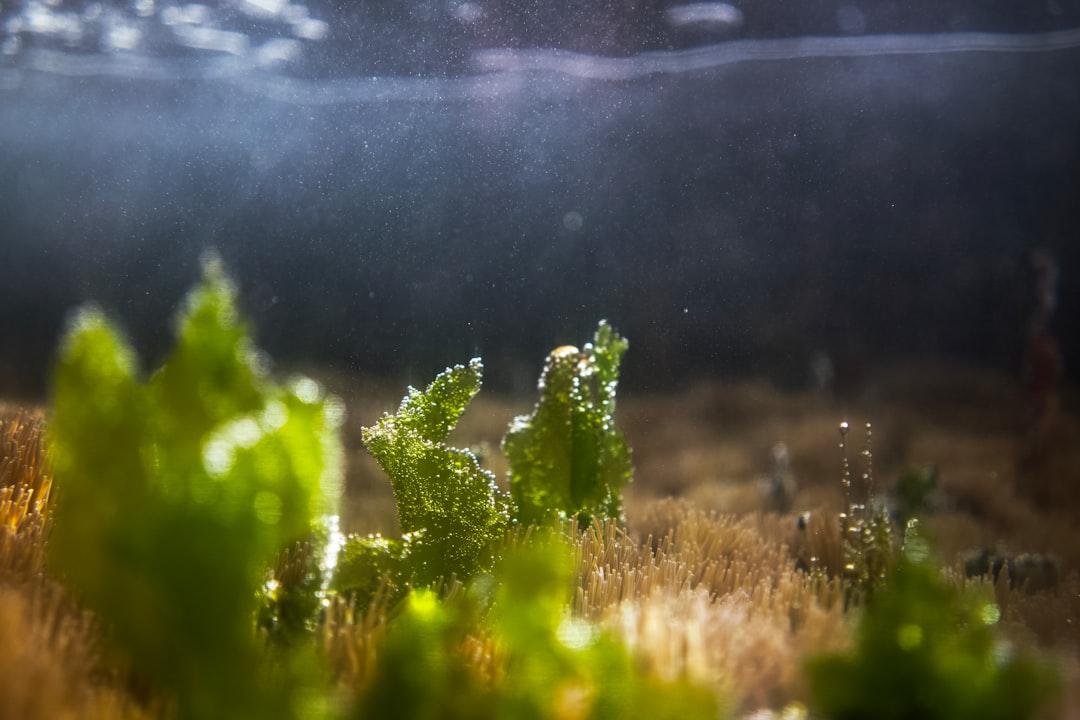 Macroalgae in the reef: refugium species and display options hero image