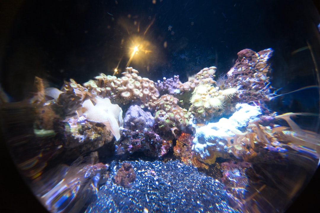 Reef tank plumbing and overflow basics for beginners hero image