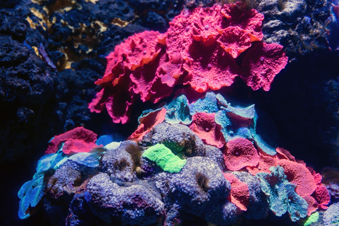 How to dip corals before adding them to your tank hero image