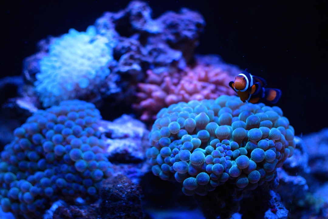 Best protein skimmers for small reef tanks: a buyer's guide hero image showing related product