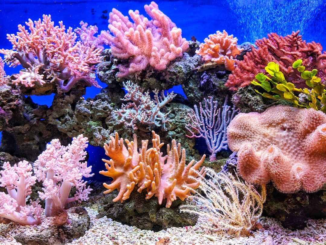 How to frag and propagate soft corals hero image showing related product